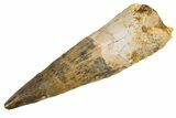 Fossil Spinosaurus Tooth - Real Dinosaur Tooth #305736-1